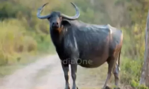 Order to shoot the wild buffalo that killed two people in Kanamala