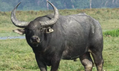 Gaur  attack, Kottayam, കോട്ടയം, കാട്ടുപോത്ത്, കാട്ടുപോത്ത് ആക്രമണം