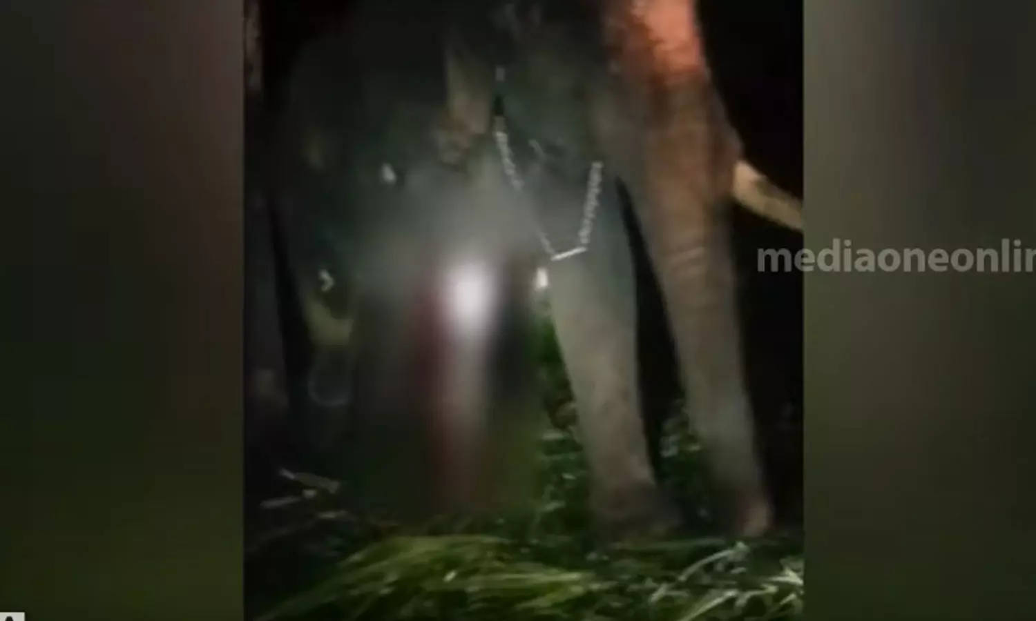 elephant, palakkad, wiled elephant