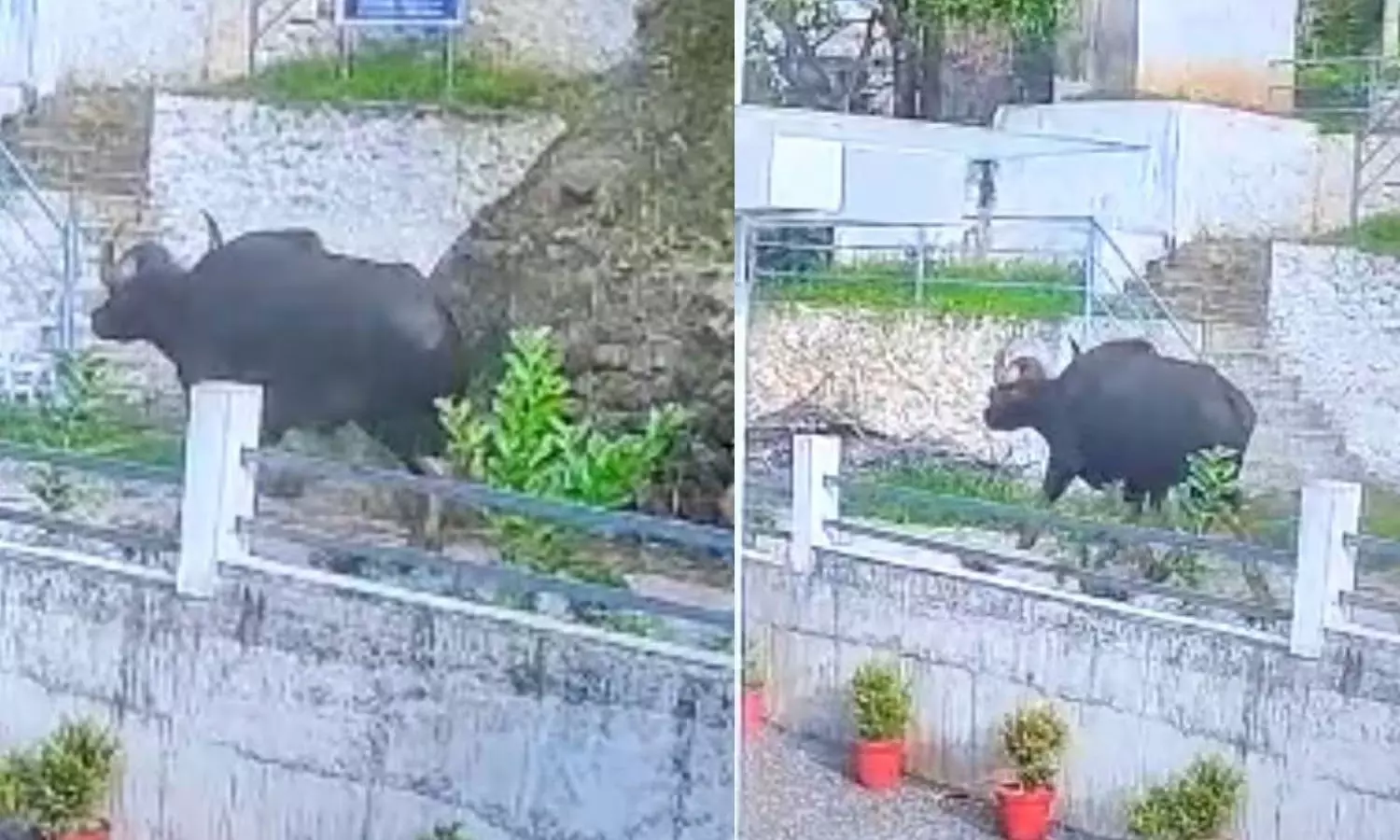 The wild buffalo that landed in Kanamala will be drugged