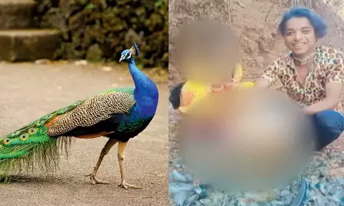 ജീവനുള്ള മയിലിനെ പിടിച്ച് തൂവൽ പറിച്ച് ക്രൂരത; ദൃശ്യങ്ങൾ സോഷ്യൽമീഡിയയിൽ പങ്കിട്ടു; യുവാവിനെ തിരഞ്ഞ് പൊലീസ്