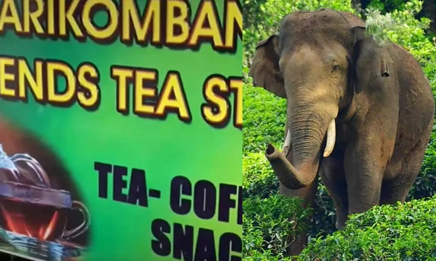 tea shop in Chinnakanal in the name of Arikomban,ചിന്നക്കനാലിൽ അരിക്കൊമ്പന്റെ പേരിൽ ചായക്കട തുടങ്ങി ആരാധകർ,Arikomban fans,Arikomban news,Arikomban  kerala