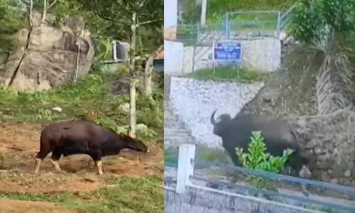 Kottayam  buffalo attack,Suspect shot at wild buffalo that killed two people in Kottayam,breaking news malayalam,ബ്രേക്കിങ് ന്യൂസ് മലയാളം