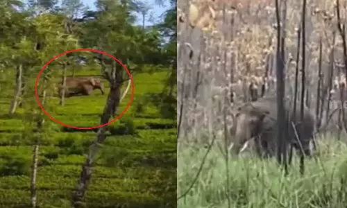 അരിക്കൊമ്പൻ വീണ്ടും കേരളത്തിൽ; മുല്ലക്കുടിയിൽ തമ്പടിച്ചിട്ട് രണ്ടുദിവസം