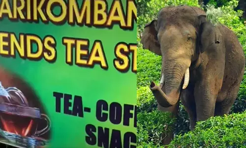 tea shop in Chinnakanal in the name of Arikomban,ചിന്നക്കനാലിൽ അരിക്കൊമ്പന്റെ പേരിൽ ചായക്കട തുടങ്ങി ആരാധകർ,Arikomban fans,Arikomban news,Arikomban  kerala