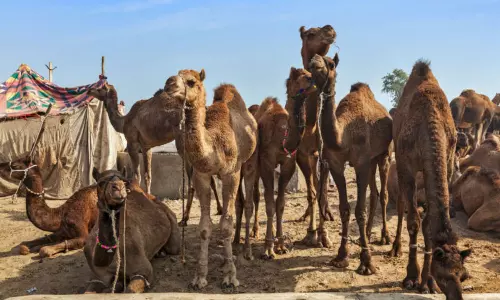 25 camels die after drinking polluted water in Gujarat