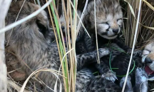 Two more cheetah cubs died in Kuno Park due to bad weather and dehydration