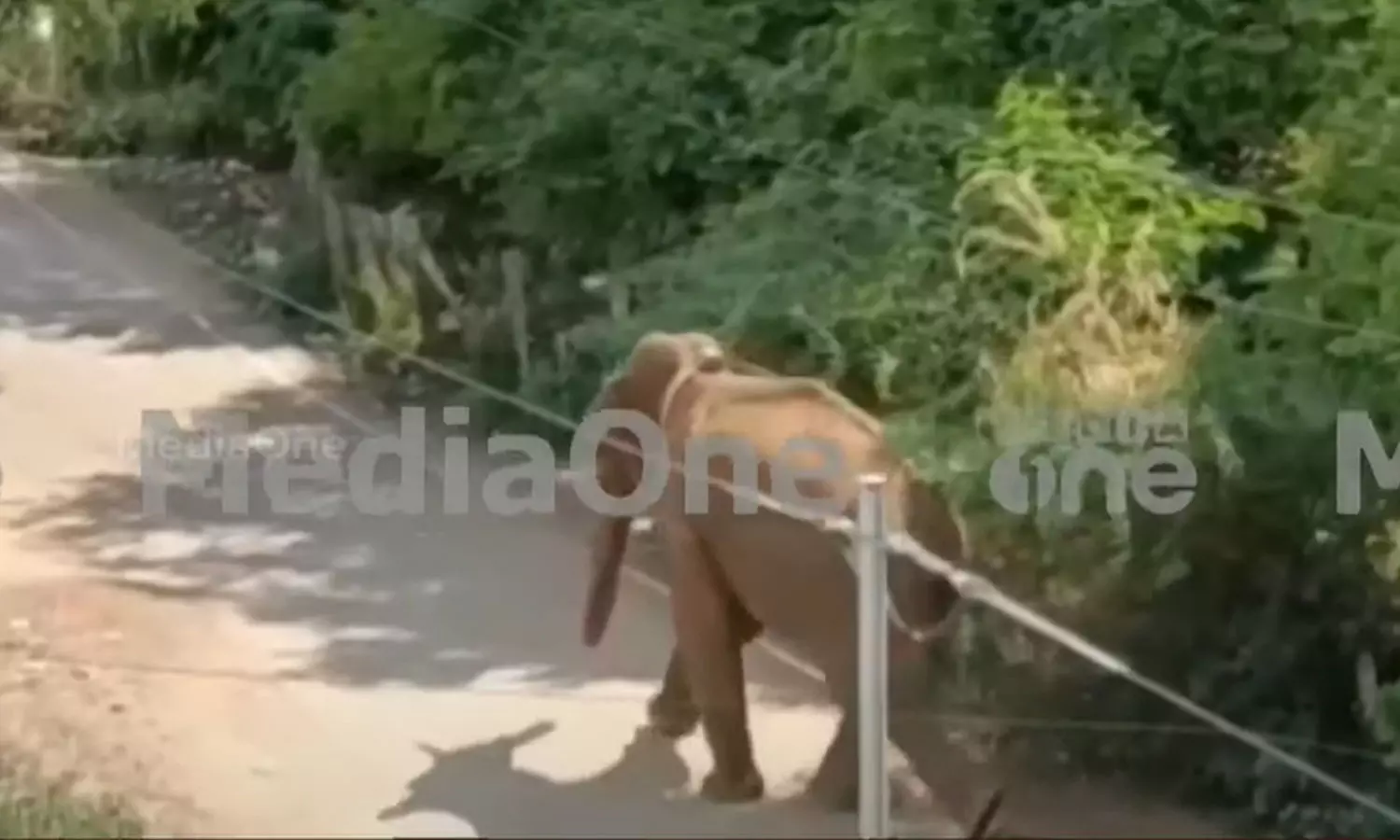 A stalk of rice without a bud