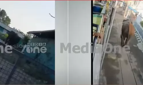 Arikomban in Kampam Town; moves towards Chinnakal Arikomban in Kampam Town; moves towards Chinnakal