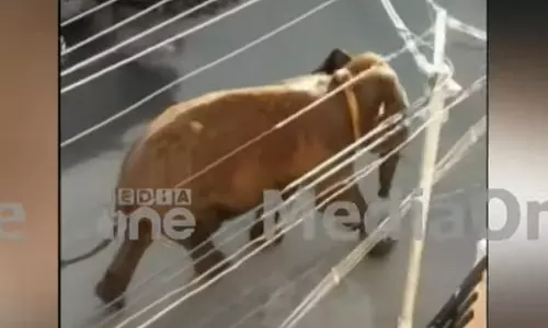 അരിക്കൊമ്പന് കുരുക്കിടാൻ ഇനി തമിഴ്‌നാട്; ഉടൻ മയക്കുവെടി വെക്കും