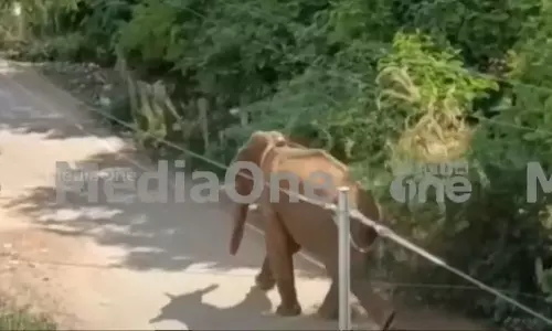 A stalk of rice without a bud A stalk of rice without a bud