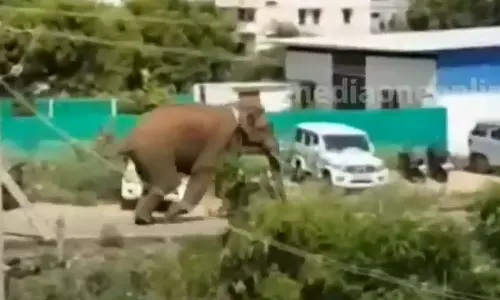 The drone was flown, and the arikkomban was dried; Seeing the horn, the locals ran,