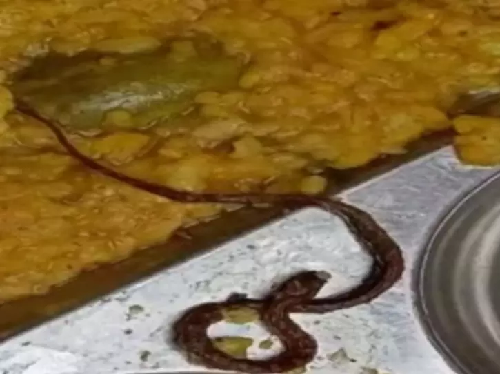 Snake found in mid-day meal Snake found in mid-day meal