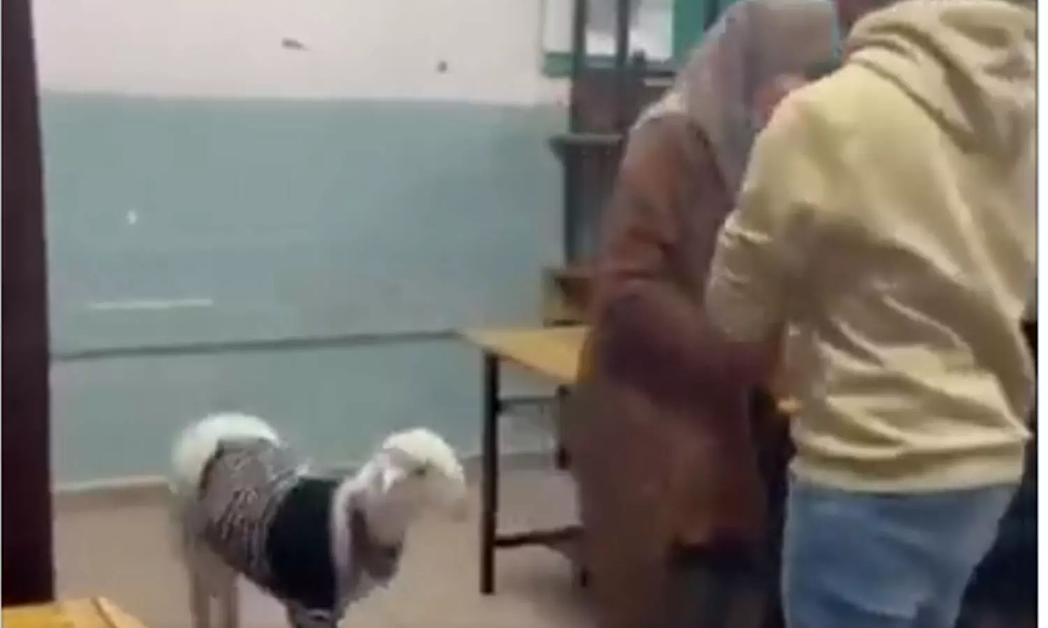 Aadum came to vote with the young woman; The video went viral Aadum came to vote with the young woman; The video went viral