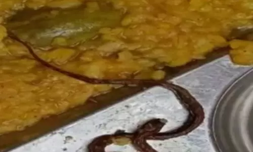 Snake found in mid-day meal