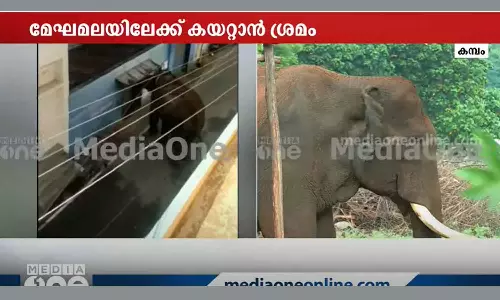 arikomban returned to forest