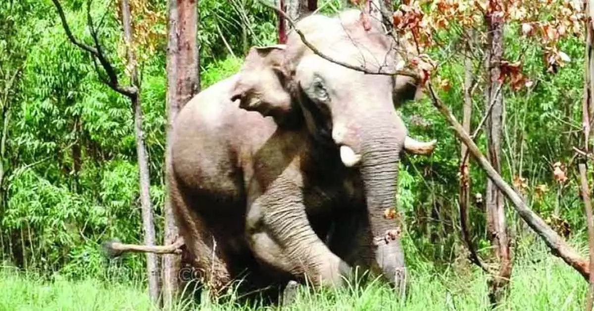 arikomban attack kambam native died arikomban attack kambam native died