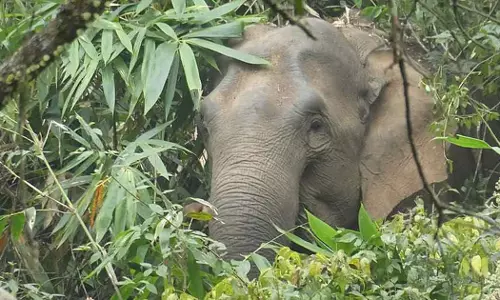 elephant attack forest dept officer Thekkady