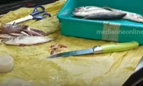 Two tonnes of stale fish was caught in Nedumangad market Two tonnes of stale fish was caught in Nedumangad market