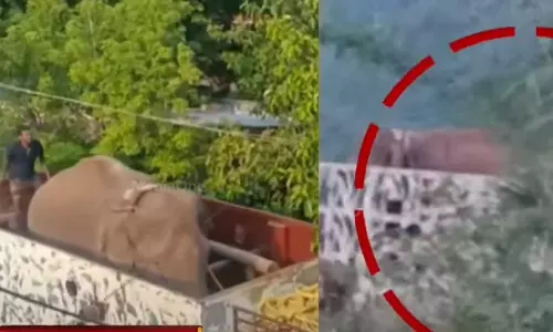 arikomban,mission arikomban,arikomban in Tamil Nadu Forest Departments custody; Taking it to Vellimala,അരിക്കൊമ്പൻ തമിഴ്‌നാട് വനംവകുപ്പിന്റെ പിടിയിൽ; വെള്ളിമലയിലേക്ക് കൊണ്ടുപോകുന്നു