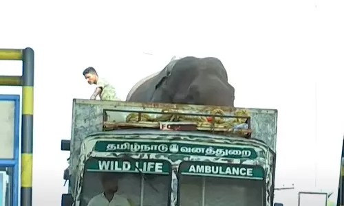 There is also suspense in Tamil Nadu regarding arikomban leave location