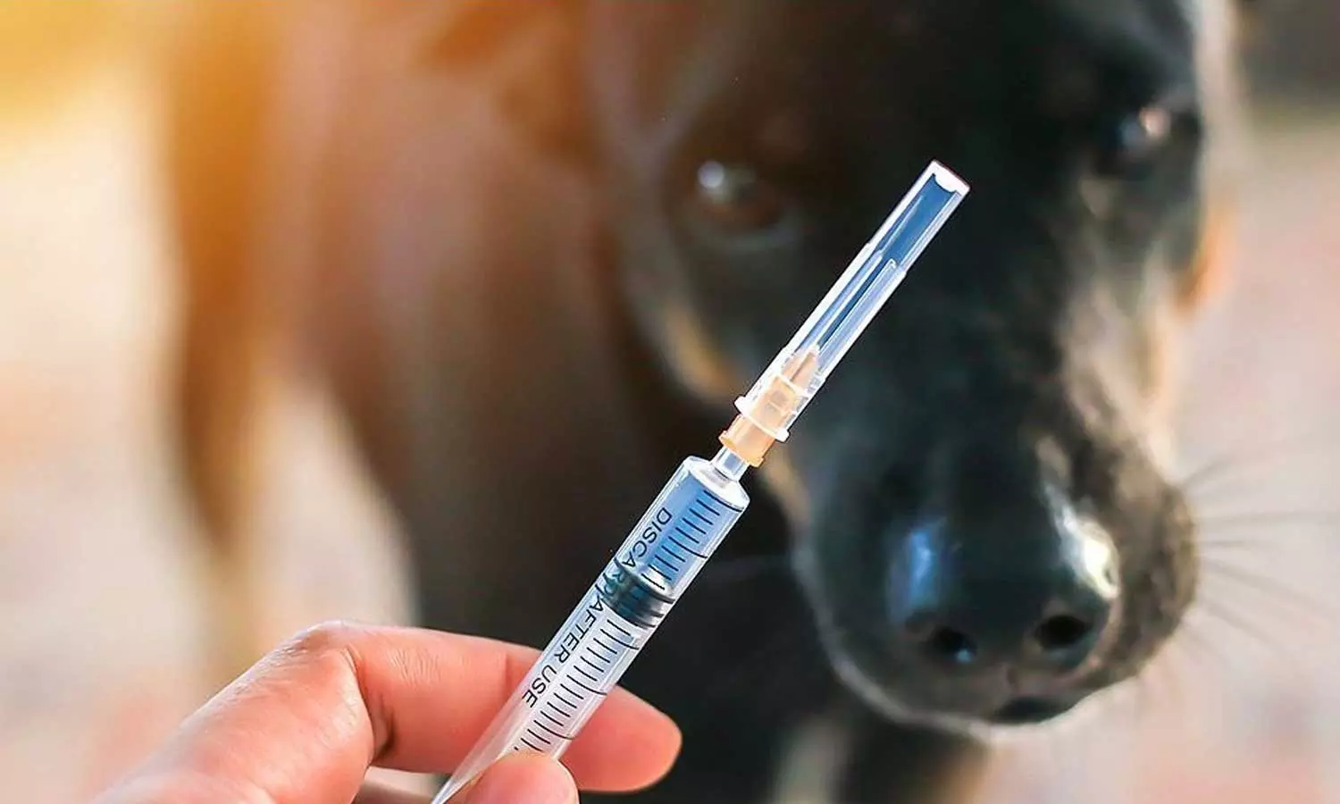 പേ വിഷബാധയുടെ വാക്സിൻ ഇനി എല്ലാവർക്കും സൗജന്യമല്ല; ബി.പി.എൽ അല്ലാത്തവര് പണം നൽകേണ്ടി വരും പേ വിഷബാധയുടെ വാക്സിൻ ഇനി എല്ലാവർക്കും സൗജന്യമല്ല; ബി.പി.എൽ അല്ലാത്തവര് പണം നൽകേണ്ടി വരും