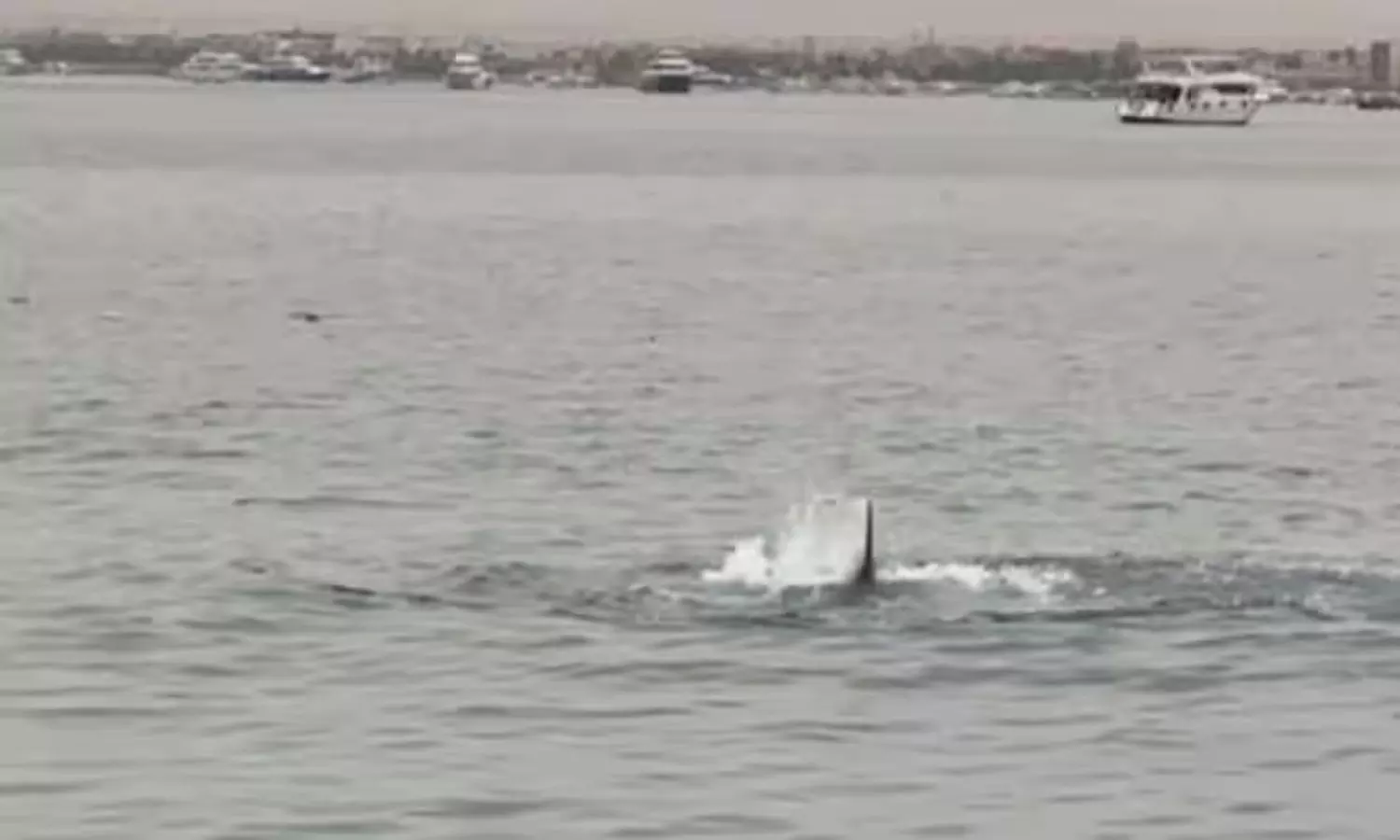 A Russian man attacked by shark in Egypt