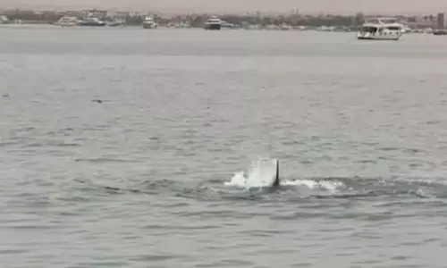 A Russian man attacked by shark in Egypt