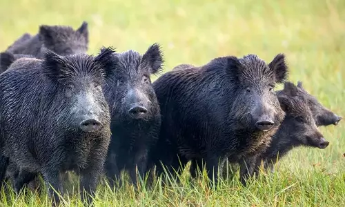wild boar was shot dead, forest department officials, wild boar , pig, latest malayalam news, കാട്ടുപന്നിയെ വെടിവെച്ചു കൊന്നു, വനം വകുപ്പ് ഉദ്യോഗസ്ഥർ, കാട്ടുപന്നി, പന്നി, ഏറ്റവും പുതിയ മലയാളം വാർത്തകള്‍