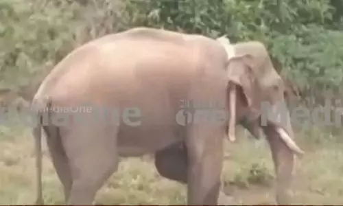 അരിക്കൊമ്പൻ കേരളത്തിന് 15 കിലോമീറ്റർ അകലെ; നിരീക്ഷണം ശക്തമാക്കി വനം വകുപ്പ്