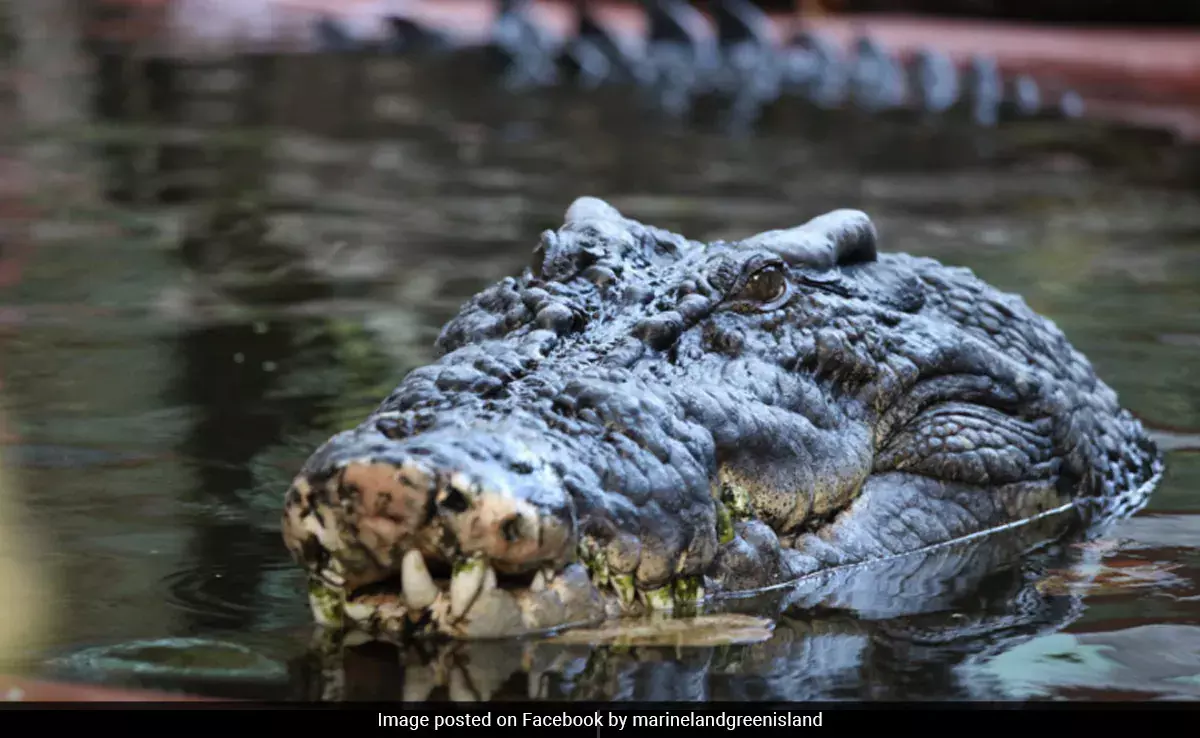 Largest Crocodile Largest Crocodile