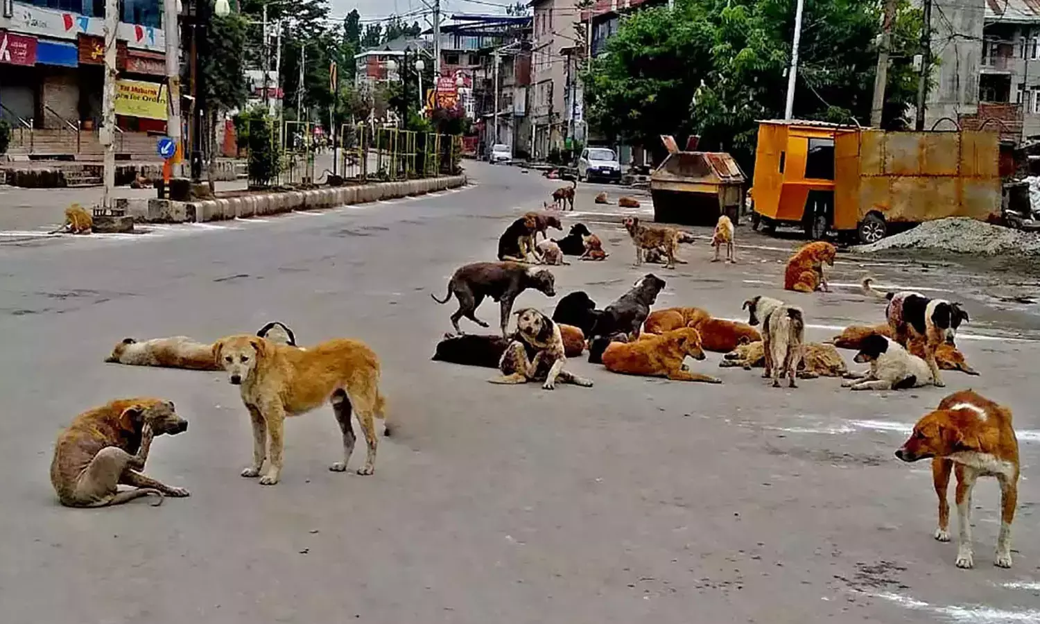 Mother and daughter injured in stray dogs attack thrissur Mother and daughter injured in stray dogs attack thrissur