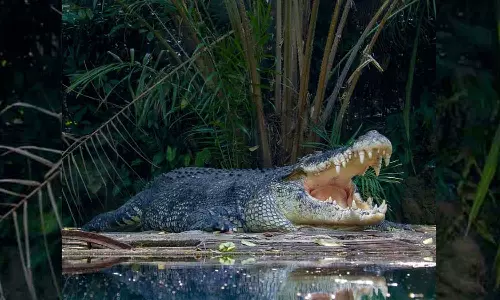 villagers beat crocodile to death in Bihars Vaishali district