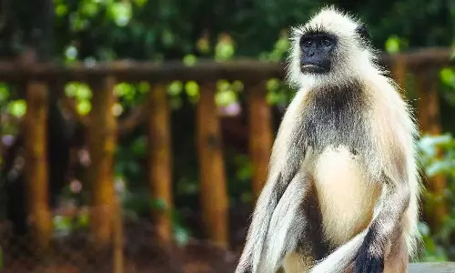 thiruvananthapuram zoo thiruvananthapuram zoo