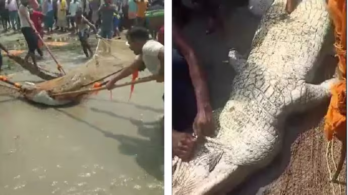 Locals attacked the crocodile with sticks