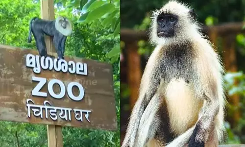 Hanuman monkey found missing from Thiruvananthapuram zoo,breaking news malayalam,ആള് മ്യൂസിയത്തിനുള്ളിൽ തന്നെയുണ്ട്; കാണാതായ ഹനുമാൻ കുരങ്ങിനെ കണ്ടെത്തി,ഹനുമാൻ കുരങ്ങിനെ കണ്ടെത്തി Hanuman monkey found missing from Thiruvananthapuram zoo,breaking news malayalam,ആള് മ്യൂസിയത്തിനുള്ളിൽ തന്നെയുണ്ട്; കാണാതായ ഹനുമാൻ കുരങ്ങിനെ കണ്ടെത്തി,ഹനുമാൻ കുരങ്ങിനെ കണ്ടെത്തി