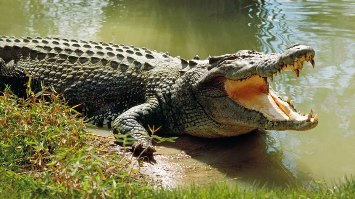 crocodile crocodile
