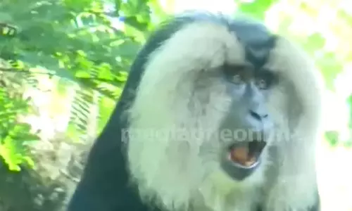 hanuman monkey hanuman monkey