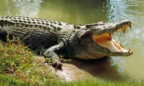 crocodile