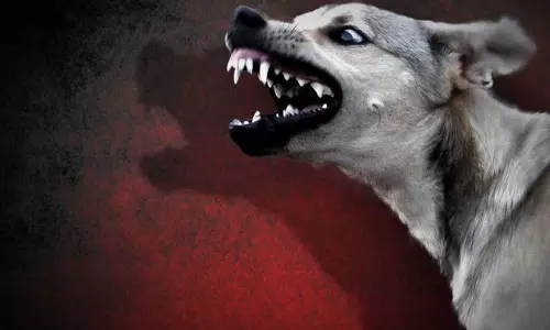 Stray dog attack, Kerala, Kasaragod, കാസര്‍കോട്, പേപ്പട്ടി, തെരുവുനായ, കേരള