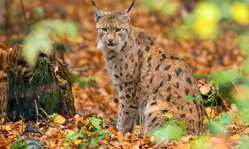 A person who died after being bitten by a wild cat in Kollam has been diagnosed with rabies