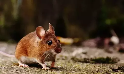 അടൂരിൽ എലിപ്പനി ബാധിച്ച് ഒരാൾ മരിച്ചു