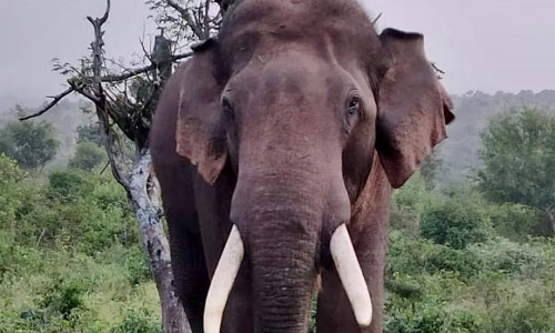ചവിട്ടി മെതിക്കപ്പെടുന്ന ആദിവാസി ജീവനുകള്‍