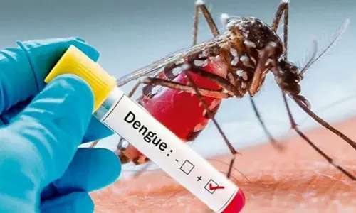 eight deaths in 17 days due to dengue fever