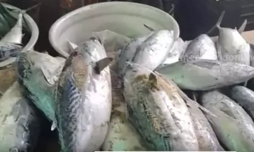 About 200 kg of stale fish was seized from Varkkala,food safety department,latest malayalam news,വർക്കലയിൽ നിന്ന് 200 കിലോയോളം പഴകിയ മത്സ്യം പിടിച്ചെടുത്തു About 200 kg of stale fish was seized from Varkkala,food safety department,latest malayalam news,വർക്കലയിൽ നിന്ന് 200 കിലോയോളം പഴകിയ മത്സ്യം പിടിച്ചെടുത്തു
