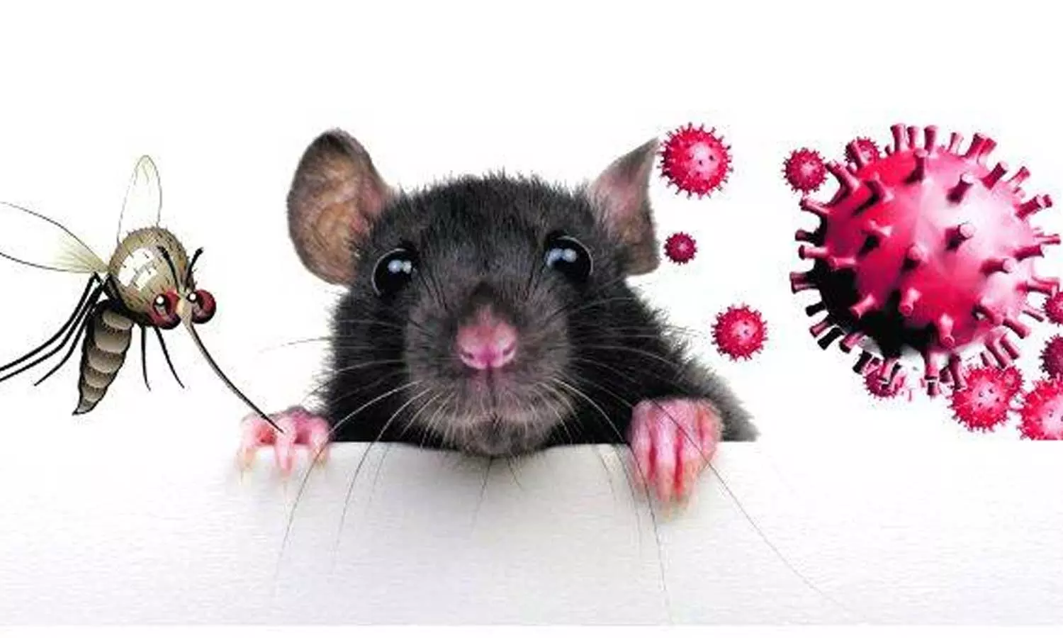 Contagious fevers including, Dengue and Rat-bite, are spreading in Malappuram district, Dengue - Rat-bite fevers spreading in Malappuram district, Dengue, Ratbite, fevers, Malappuram district, Contagious fevers including, Dengue and Rat-bite, are spreading in Malappuram district, Dengue - Rat-bite fevers spreading in Malappuram district, Dengue, Ratbite, fevers, Malappuram district,