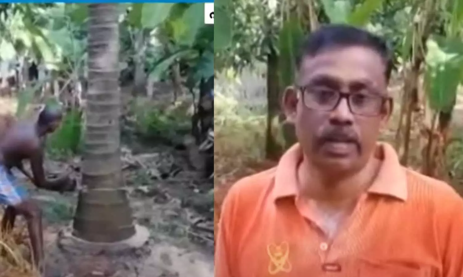 Mudalamada,palakkad,coconut trees,coconut farmers,is no one to buy coconuts; The farmer of Mudalamada protested by cutting down the coconut trees,നാളികേരം വാങ്ങാന് ആളില്ല; തെങ്ങുകൾ വെട്ടിമാറ്റി പ്രതിഷേധിച്ച് മുതലമടയിലെ കർഷകൻ Mudalamada,palakkad,coconut trees,coconut farmers,is no one to buy coconuts; The farmer of Mudalamada protested by cutting down the coconut trees,നാളികേരം വാങ്ങാന് ആളില്ല; തെങ്ങുകൾ വെട്ടിമാറ്റി പ്രതിഷേധിച്ച് മുതലമടയിലെ കർഷകൻ