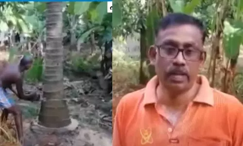 Mudalamada,palakkad,coconut trees,coconut farmers,is no one to buy coconuts; The farmer of Mudalamada protested by cutting down the coconut trees,നാളികേരം വാങ്ങാന്‍ ആളില്ല; തെങ്ങുകൾ വെട്ടിമാറ്റി പ്രതിഷേധിച്ച് മുതലമടയിലെ കർഷകൻ