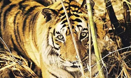 cows scare away attacker tiger video goes to viral