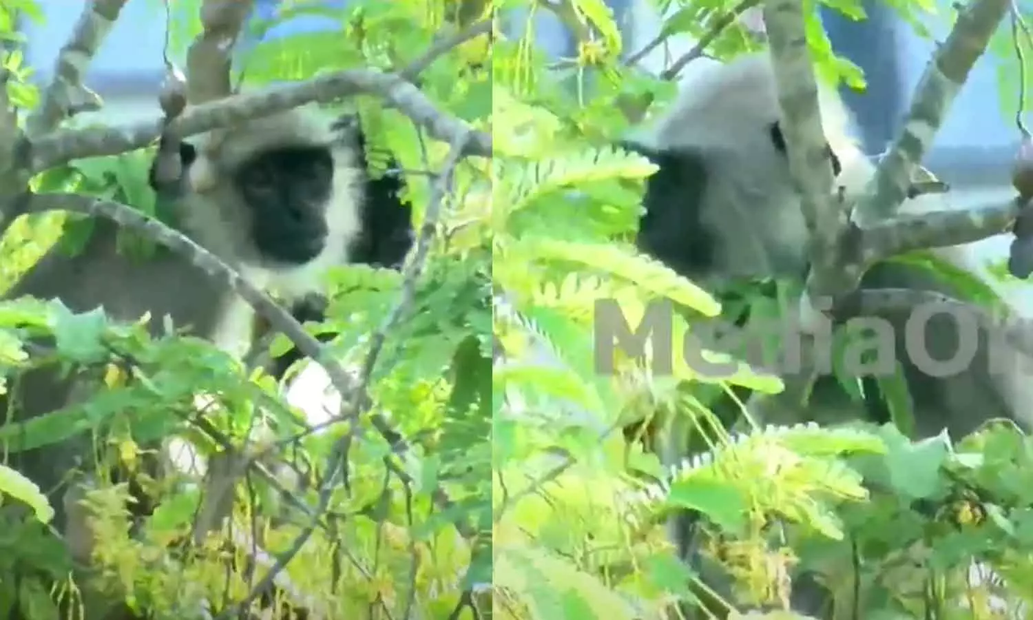 hanuman monkey hanuman monkey